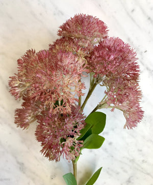 Brand New!! Flowering Sedum Spray Pink & Cream